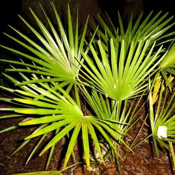 Saw Palmetto (Serenoa Repens)